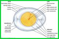 What the yolk and white are enclosed in