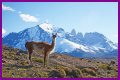 Wildlife in Patagonia: 20 Amazing Species